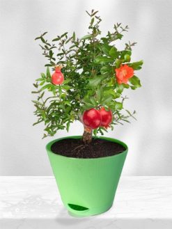 Подарочный набор для выращивания растений "Магия Цветов", "Гранат"