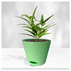 Alternative view of Подарочный набор для выращивания растений "Магия Цветов", "Эвкалипт лимонный"