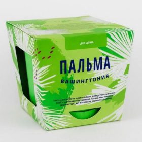 Набор для выращивания "Тысяча листьев", "Пальма Вашингтония"