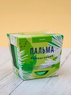 Alternative view of Набор для выращивания "Тысяча листьев", "Пальма Вашингтония"