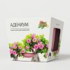 Набор д/выращивания "Магия цветов", "Адениум"