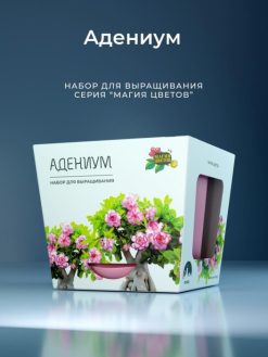 Alternative view of Набор д/выращивания "Магия цветов", "Адениум"