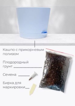 Набор для выращивания растений "Магия Цветов", "Лаванда"