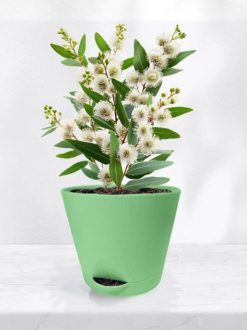 Набор для выращивания растений "Магия Цветов", "Эвкалипт робуста"