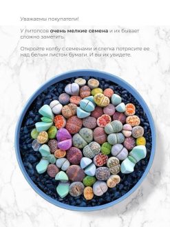 Набор для выращивания "Магия цветов", "Литопсы микс (живые камни)"